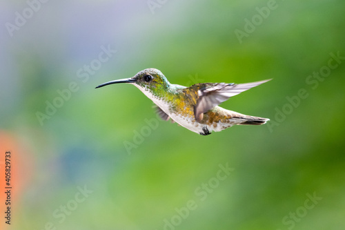 A White-chested Emerald hummingbird hovering with a blurred green background. Wildlife in nature. Bird in wild. 