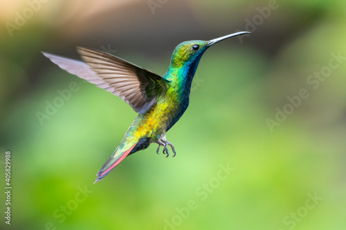 A male Black-throated Mango hummingbird hovering in the air with a green blurred background. Wildlife in nature. Bird in wild.  © Chelsea Sampson