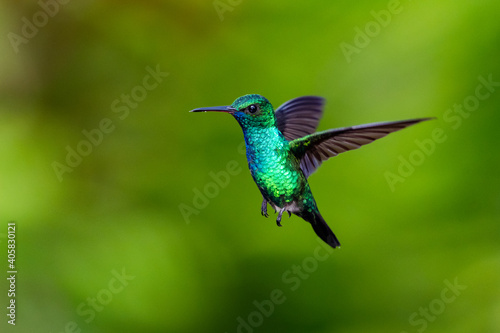 A male Blue-chinned Sapphire hummingbird hovering with a green background. Wildlife in nature. Bird in flight.  © Chelsea Sampson