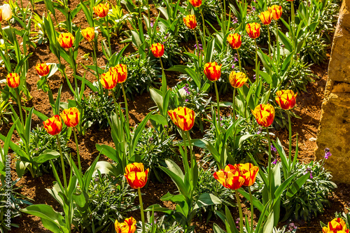 Tulips in the afternoon sunshine in Hook Norton, Oxfordshire, UK photo