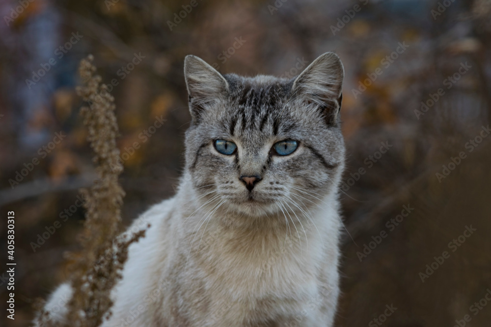 A gray blue eyed street cat looks somewhere carefully A gray blue eyed street cat looks somewhere carefully