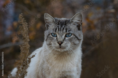 A gray blue eyed street cat looks somewhere carefully