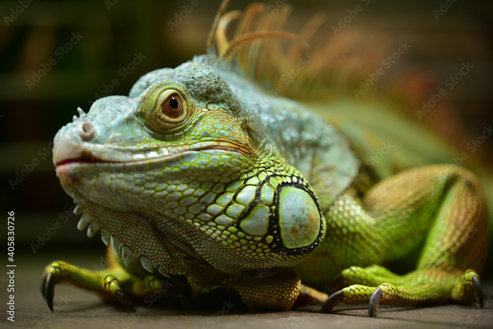 Obraz premium beautiful lizard