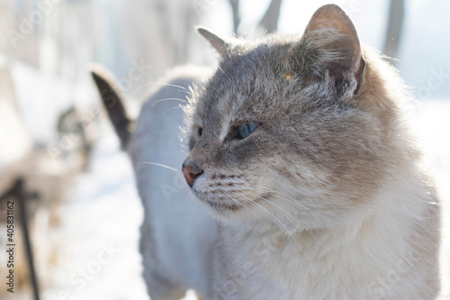 The gray cat looks away