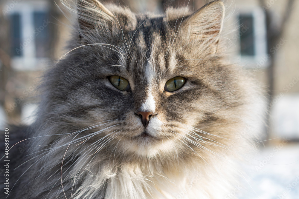Fluffy street cat with green eyes taken close up Fluffy street cat with green eyes taken close up