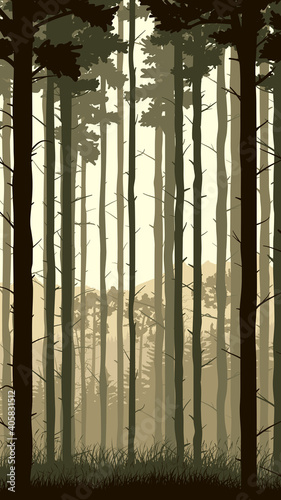 Vertical illustration with view from pine trunks woods and grassy coniferous forest.