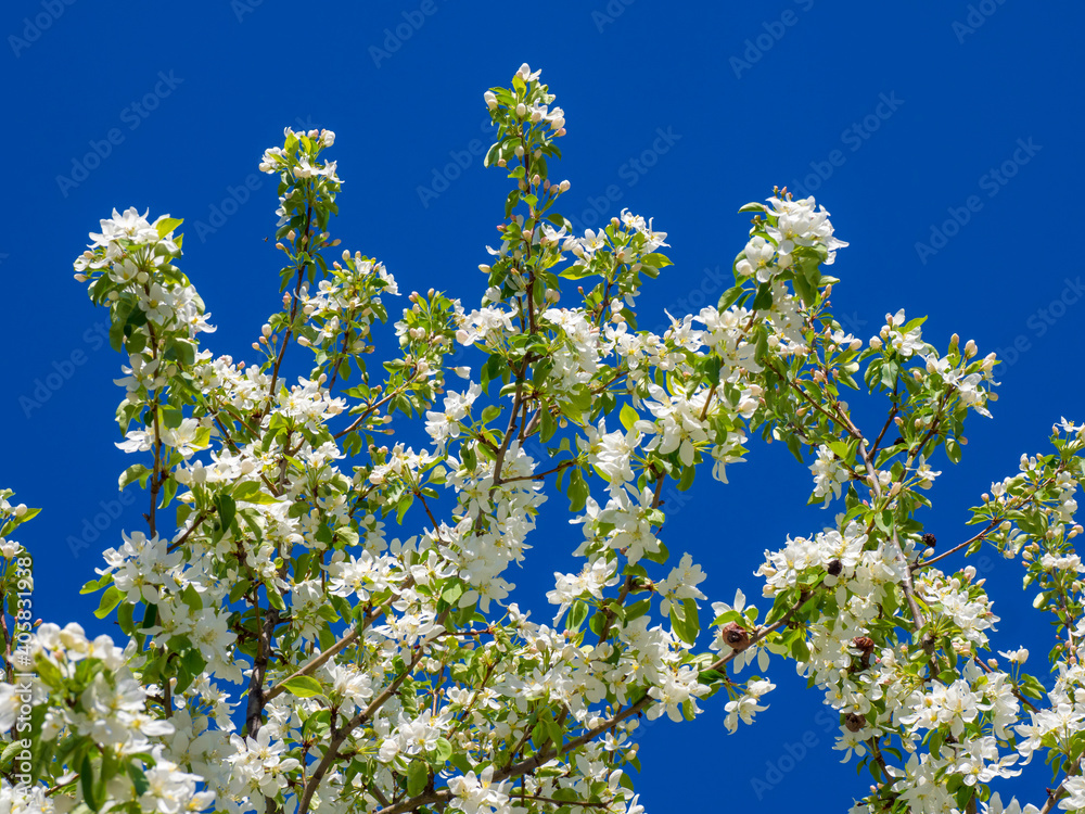 White blooms cover tree in canda White blooms cover tree in canda