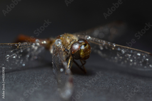 A brown dragonfly with water droplets taken in close up