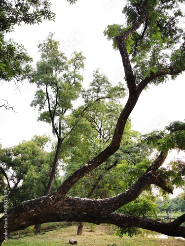 tree in the park