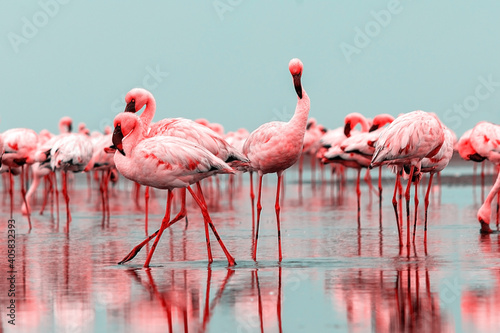  Group of red flamingo birds on the blue lagoon.