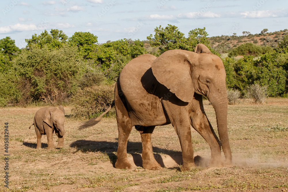 Fototapeta premium Elephant mother and calf walking in Mashatu Game Reserve in the Tuli Block in Botswana