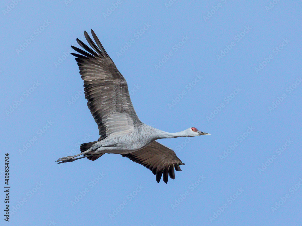 Naklejka premium Snow Goose in flight