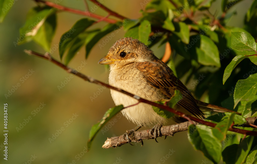 Red-backed shrike, Lanius collurio. In the early morning a young bird sits on a tree branch Red-backed shrike, Lanius collurio. In the early morning a young bird sits on a tree branch