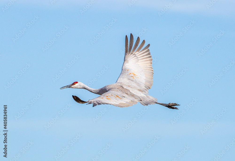 Obraz premium heron in flight
