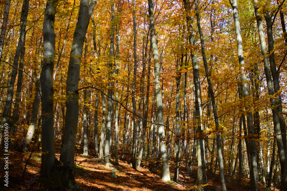 Obraz premium Herbstwald