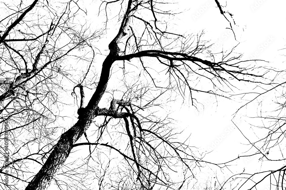 Silhouettes of a black tree without leaves isolated on a white ...