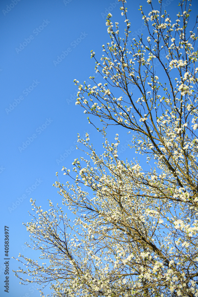 Fruit trees bloom in spring against a background of blue sky and other flowering trees. Close-up Fruit trees bloom in spring against a background of blue sky and other flowering trees. Close-up