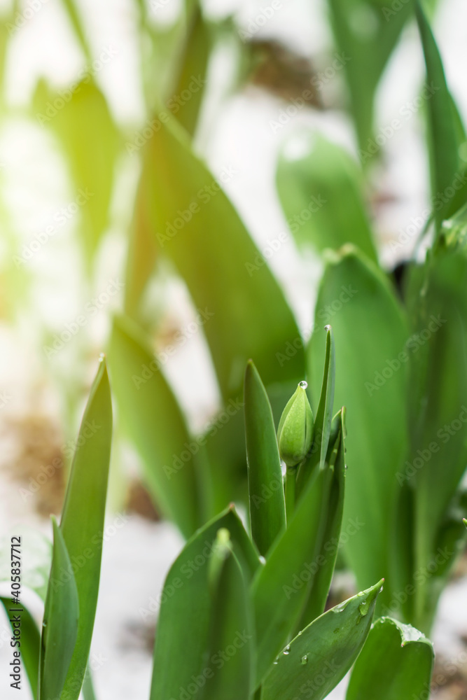 Obraz premium Tulips with unfolded blossoms in springtime in the garden in the morning sunlight after snowstorm, floriculture concept, vertical view, narrow DOF, soft focus