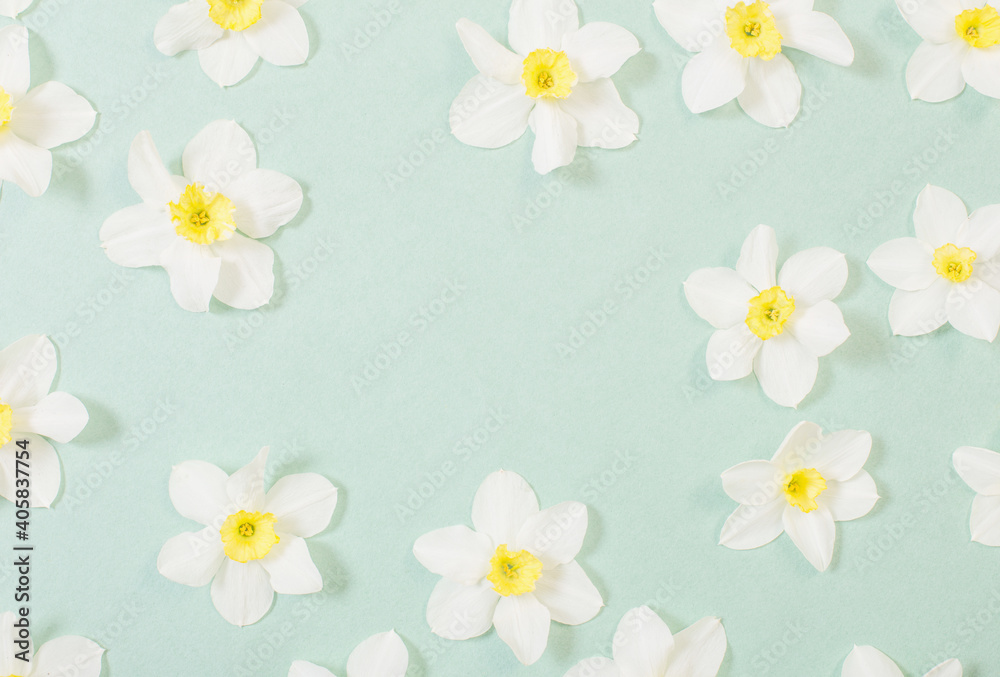 white narcissus on green paper background white narcissus on green paper background