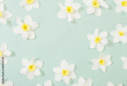 white narcissus on green paper background