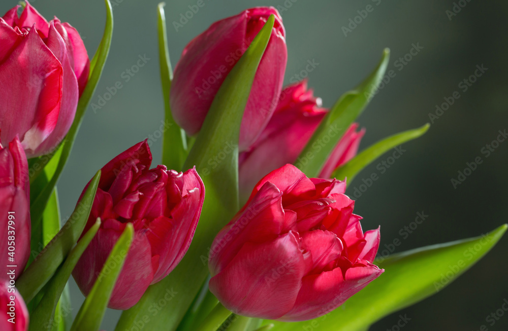 Naklejka premium red tulips on green background