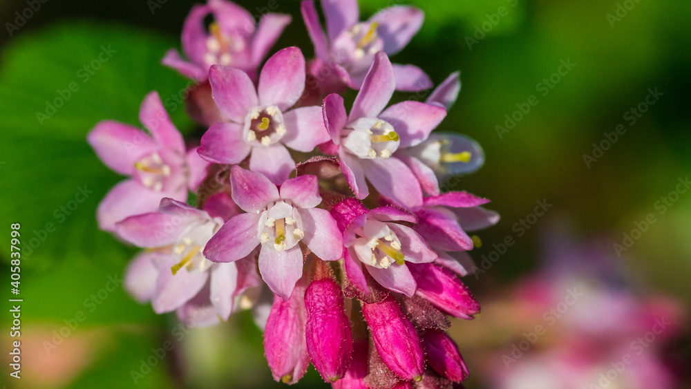 Flowering Currant Closeup
