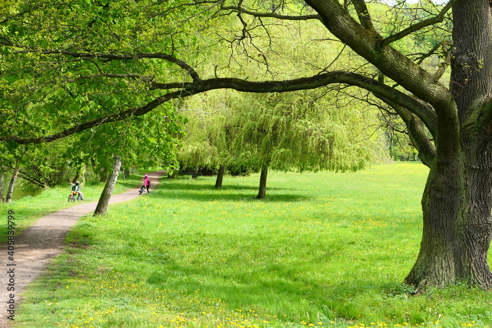 Fototapeta premium Spring park, big oak, fresh green grass, path, children on bikes