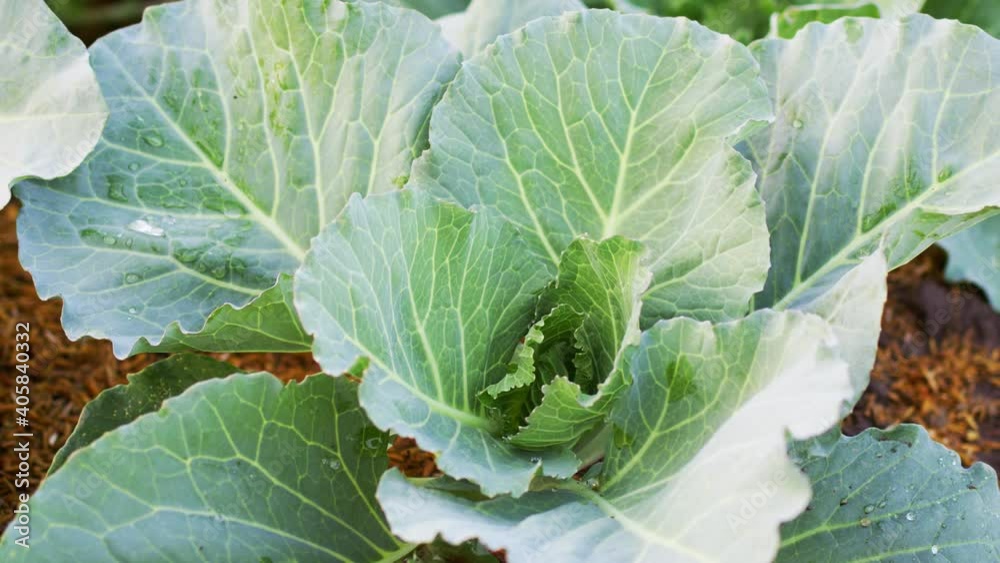 Close-up Fresh planted cabbage and green leaves in Close-up Fresh planted cabbage and green leaves in