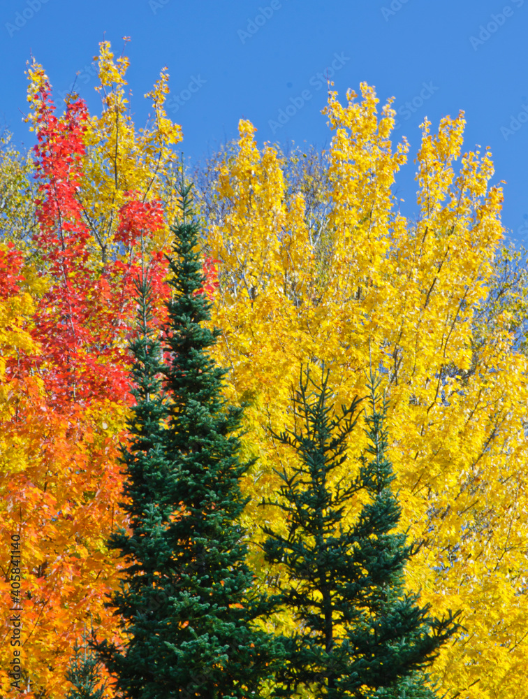 576-29 Fall Color & Conifers