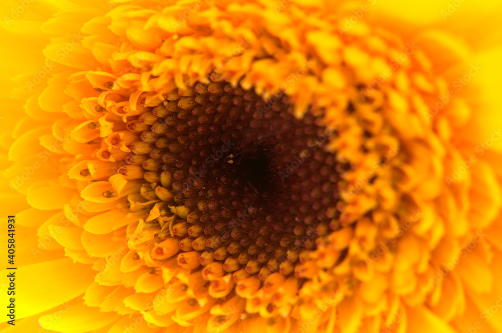yellow and orange flower close up yellow and orange flower close up