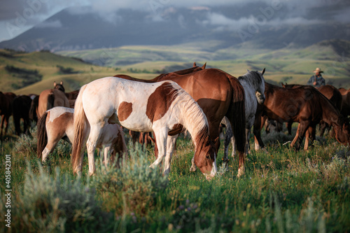 Paint pony with ranch horse herd in Montana grazing in front of the Pryor Mountains near billings in the summer. photo