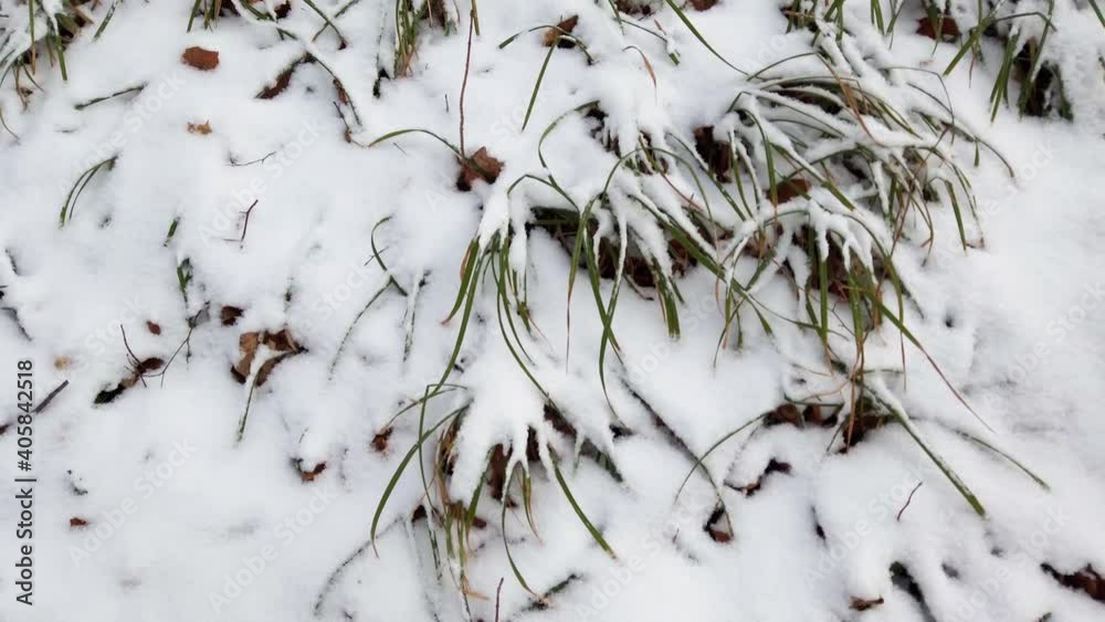 Grass in the winter forest covered with snow. Grass in the winter forest covered with snow.