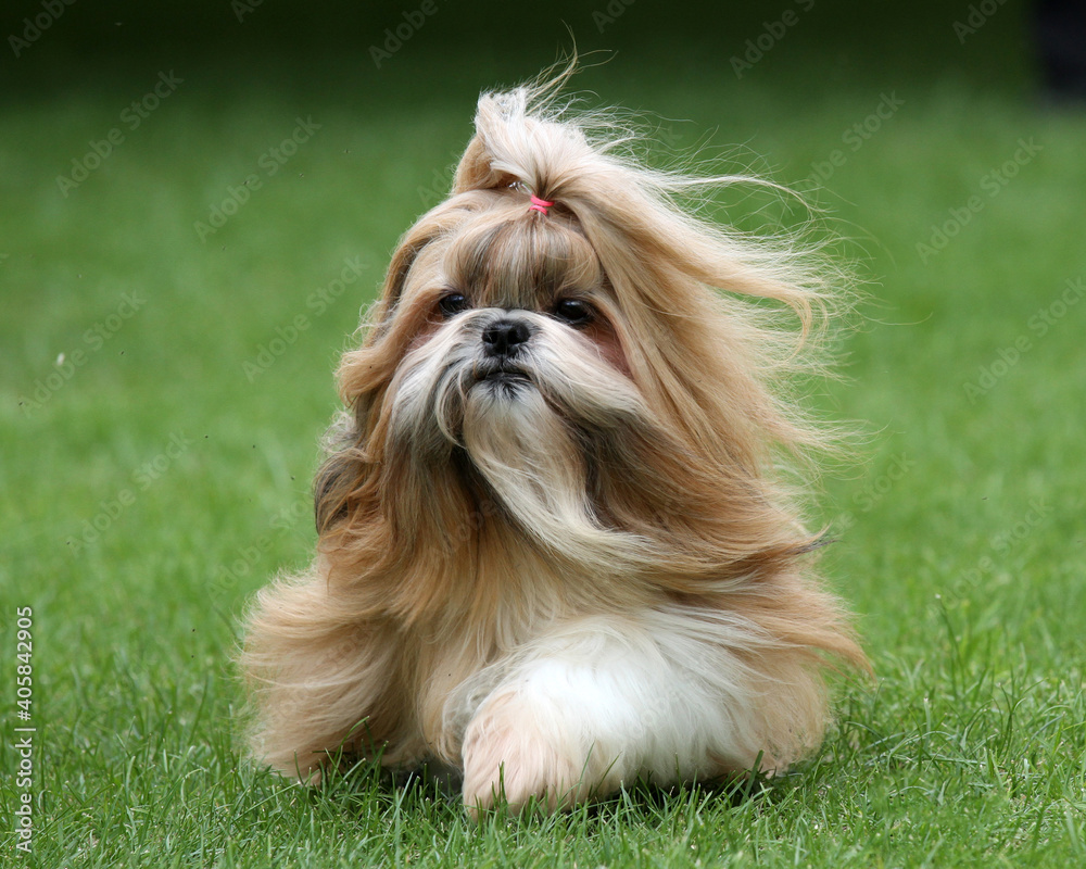 Gold and white Shih Tzu Gold and white Shih Tzu