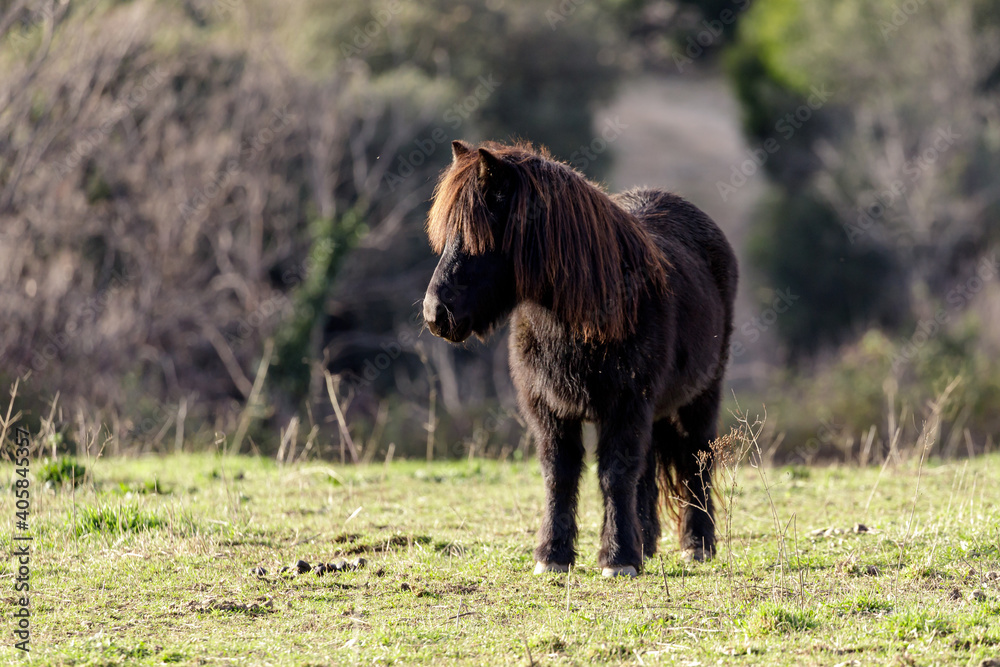 Horse standing in the field looking at sunset Horse standing in the field looking at sunset