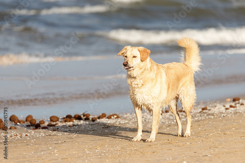 Golden retriever standing in the beach