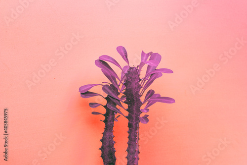 flower in a vase, cactus, vase, pink, nature