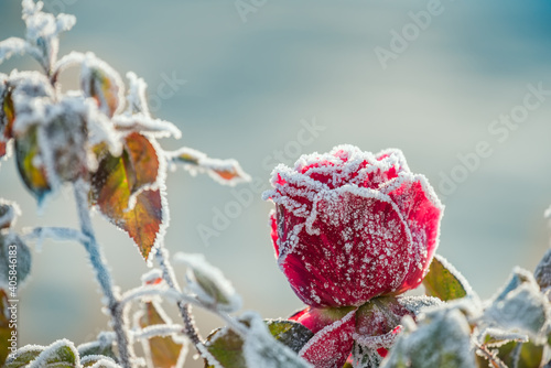 Red rose in crystals of frost on a frosty morning. Very soft selective focus. A rose frozen in the snow.