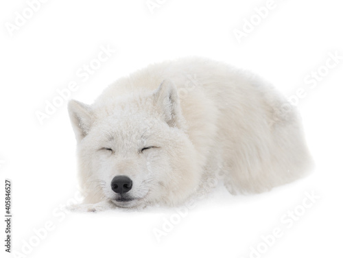 sleeping arctic wolf in winter isolated on white background