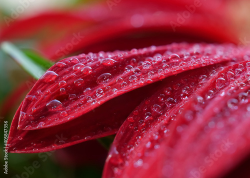 Red flower with water drops