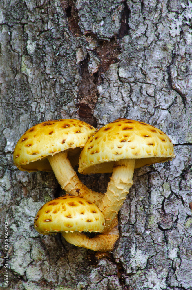 576-83 Yellow Pholiota Mushrooms 576-83 Yellow Pholiota Mushrooms