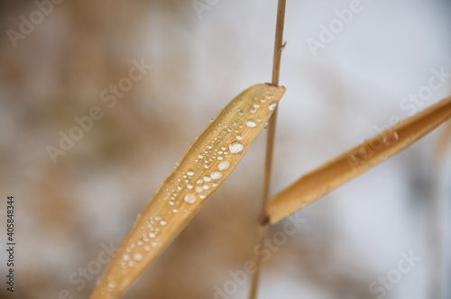 morning dew on a plant