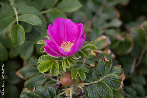 pink and yellow flower