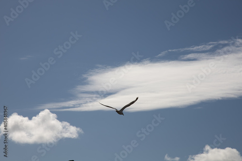 seagull in flight