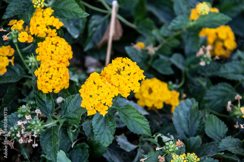 Beautiful flowering yellow plant called Lantana in the Hurghada in the Egypt. Nice yellow flowers in the garden against green leaves © Olga