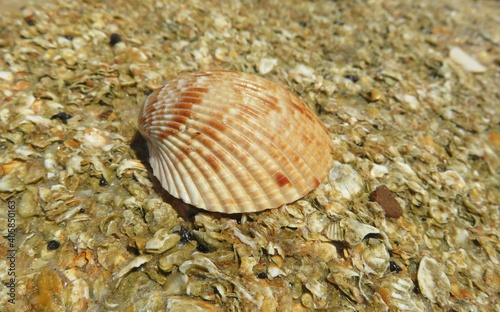 Brown seashell on the Florida beach