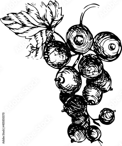 
Set graphic with flowers and berries. Drawn illustration separately on a white background. Blackberries, currants, leaves, branches, flowers. Print, textile, wallpaper, paper, vintage, retro.
