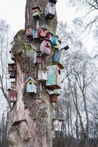 Bird nests in a tree in Verkiai Park in Vilnius. photo