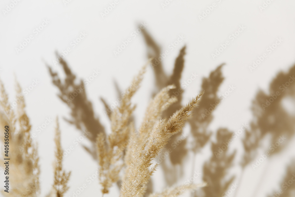 Fotografie Selective focus - Blur pampas grass branch on pastel neutral beige background