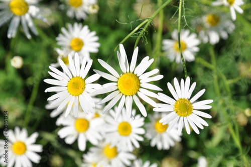 daisies on the grass in the field