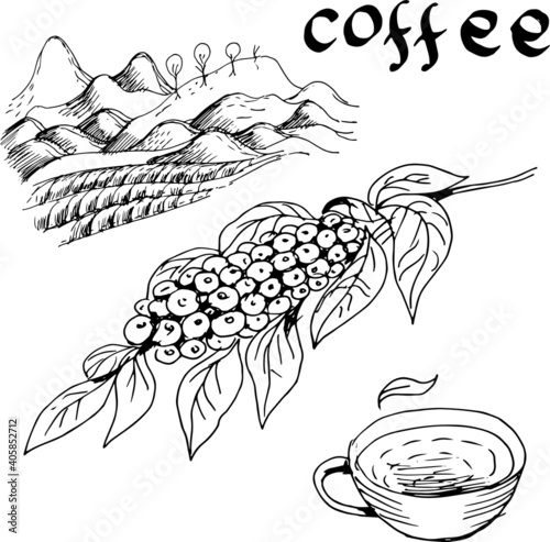 Coffee, plant, drink. Cappuccino, ristretto, breakfast. Graphic hand-drawn illustration. Print, textile, vector. Separate elements on a white background.
